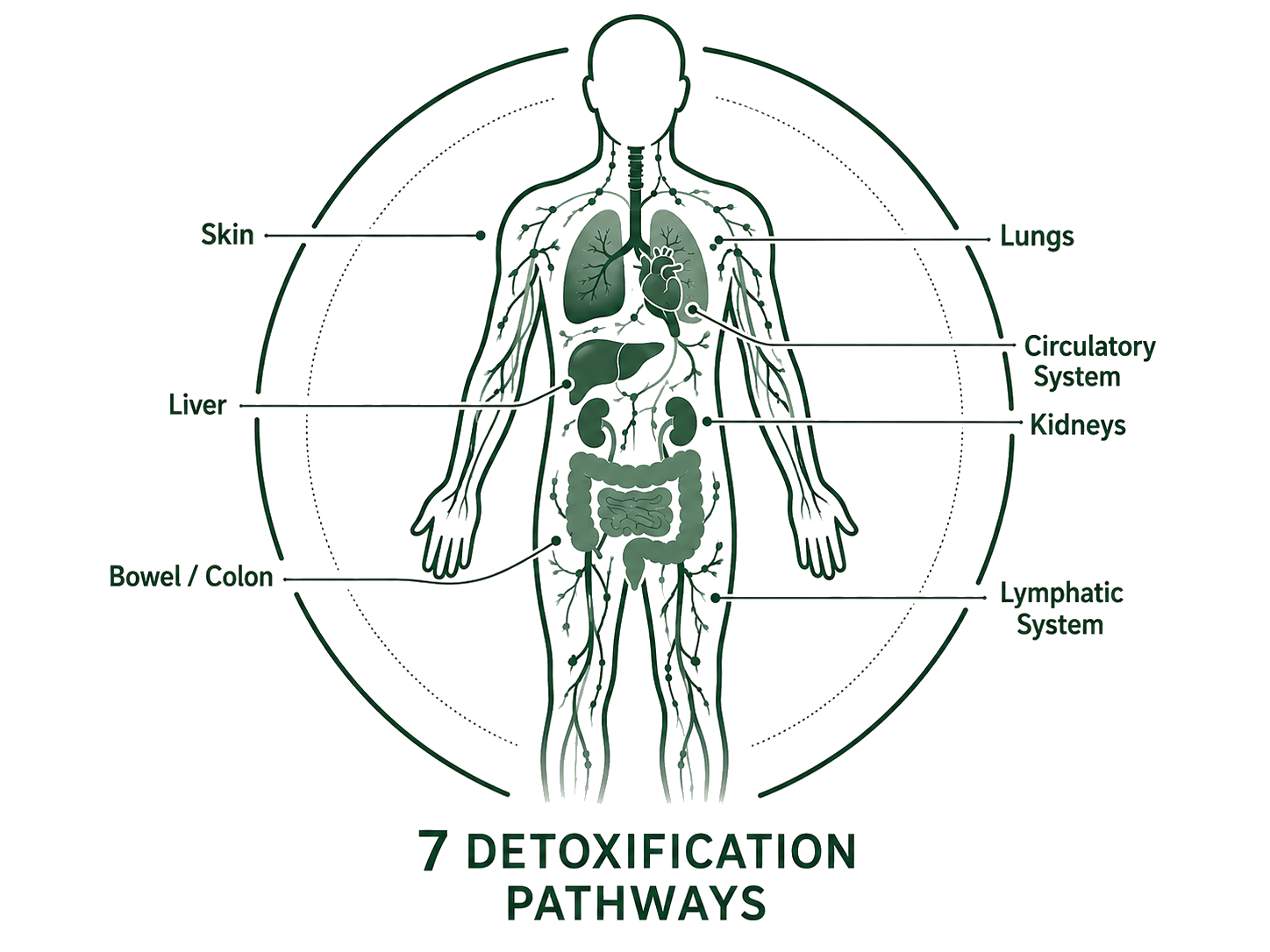 The seven detoxification pathways: skin, bowel and colon, liver, lungs, circulatory system, kidneys and lymphatic system